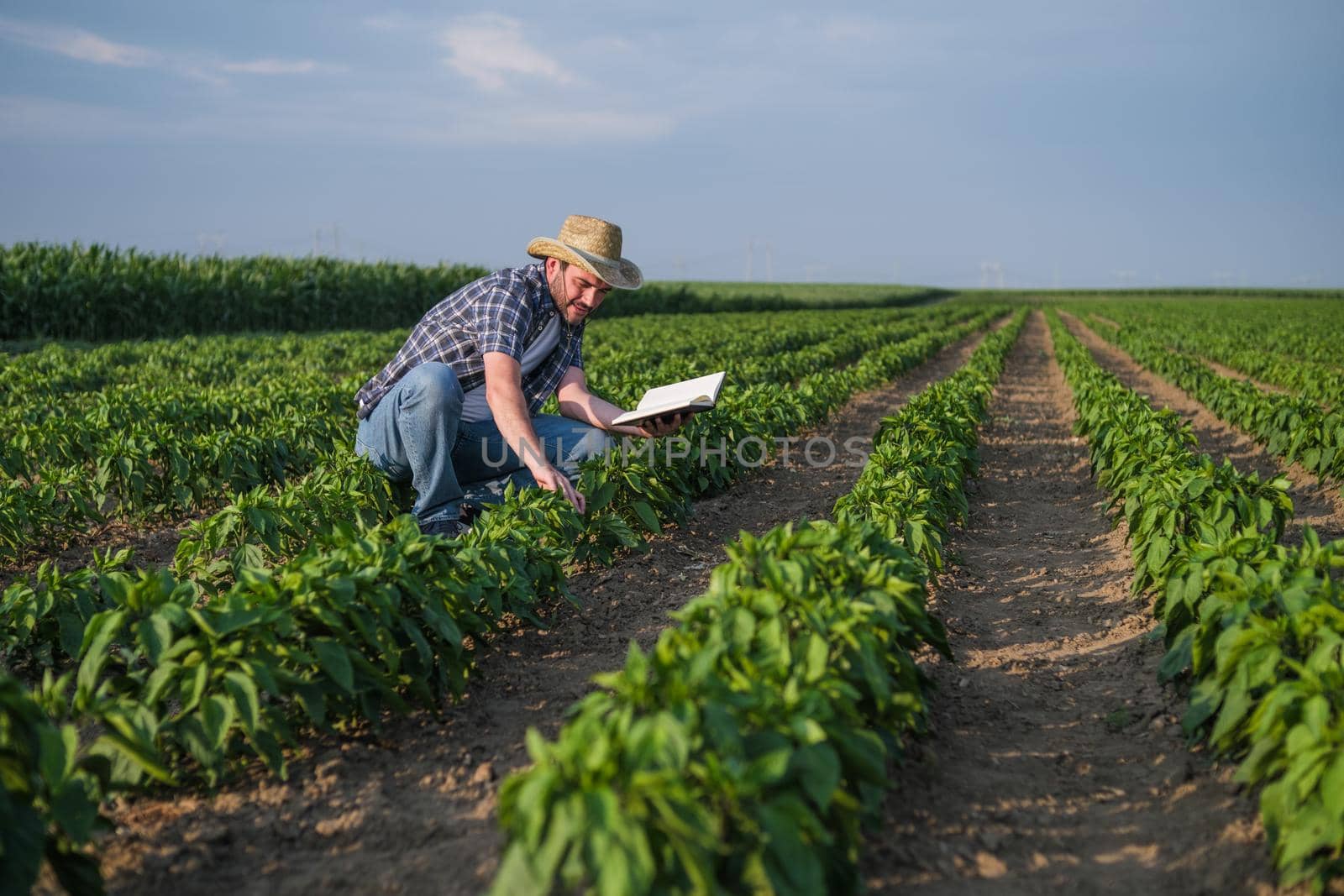 Farmer is examining his chili plantation.