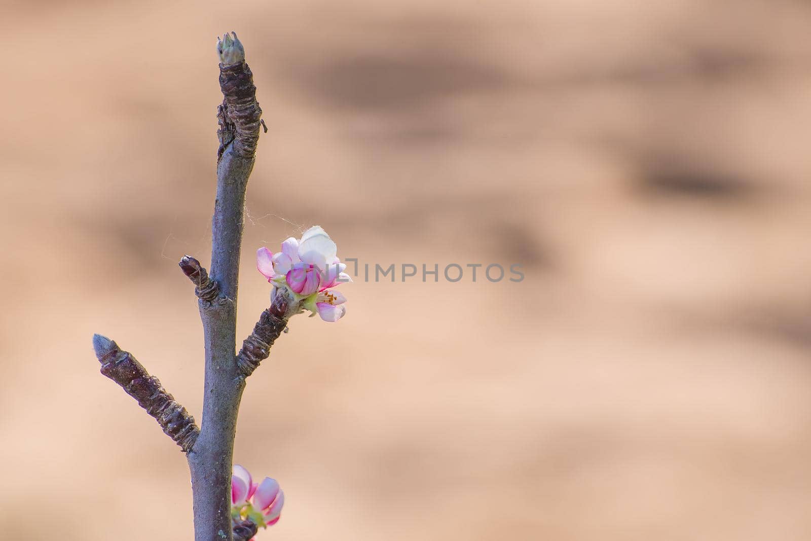 White-pink-red inflorescence of a fruit tree in spring. There is copy space. Beauty in nature, flowering plant in spring or summer. Defocusing the background.