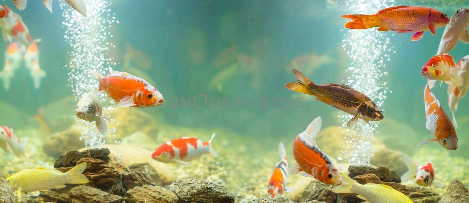 Carp in the aquarium