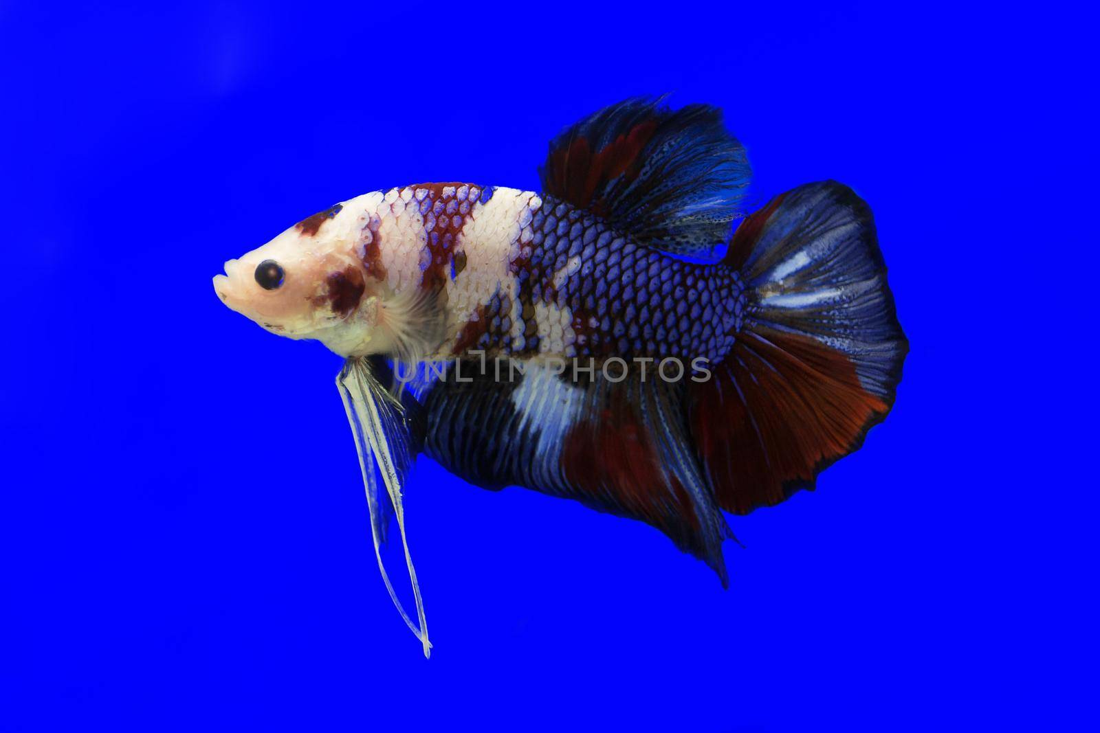 Betta fish, siamese fighting fish, betta splendens