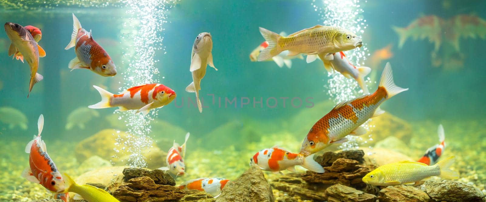 Carp in the aquarium