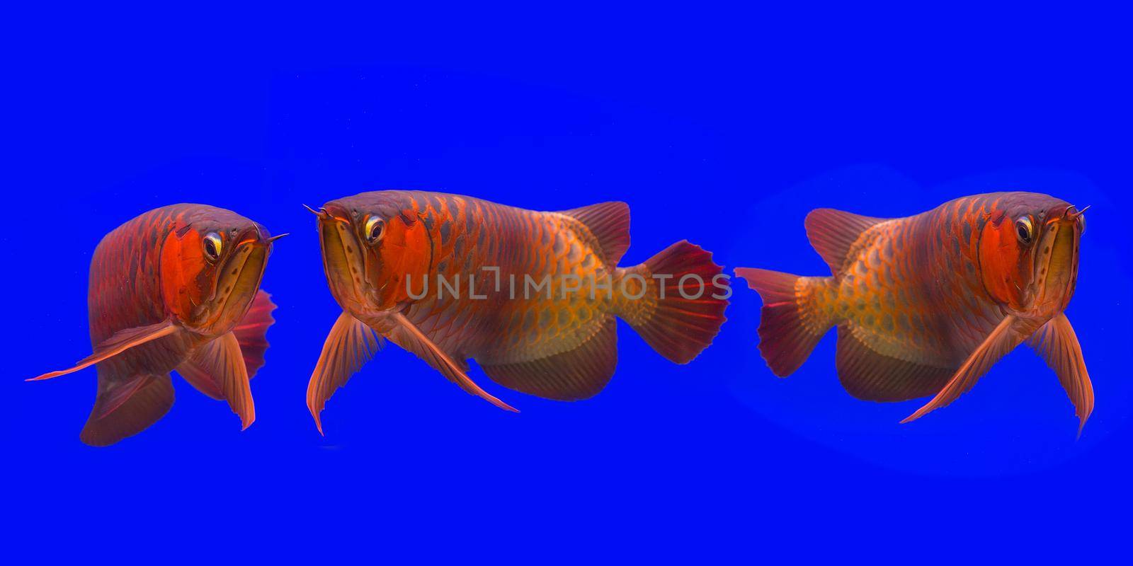 Red Arowana the Asian dragon fish by titipong
