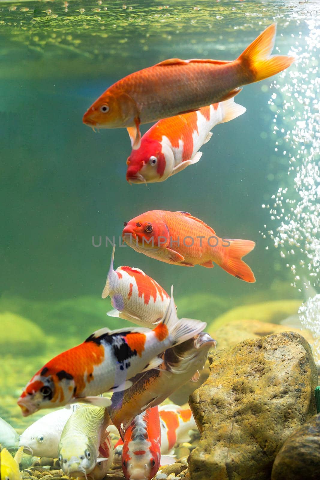 Carp in the aquarium