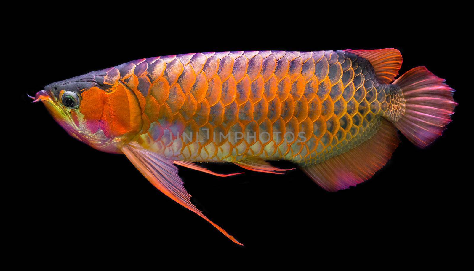 Red Arowana the Asian dragon fish