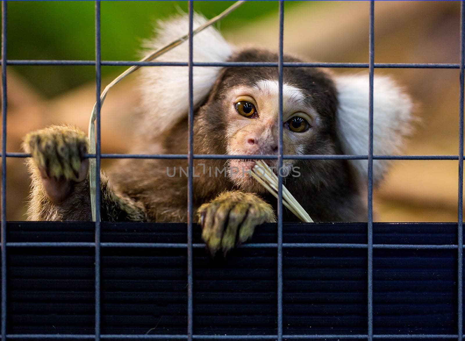 Common Marmoset.