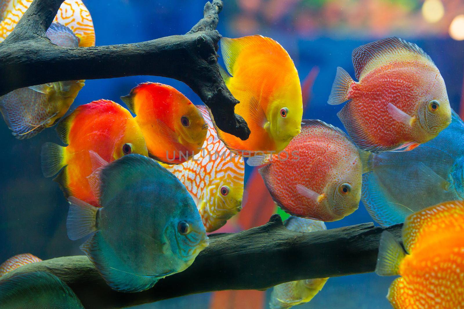 Discus (Symphysodon), multi-colored cichlids in the aquarium