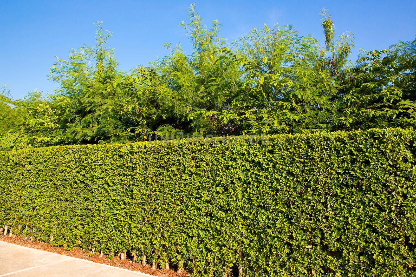 Hedge against the sky