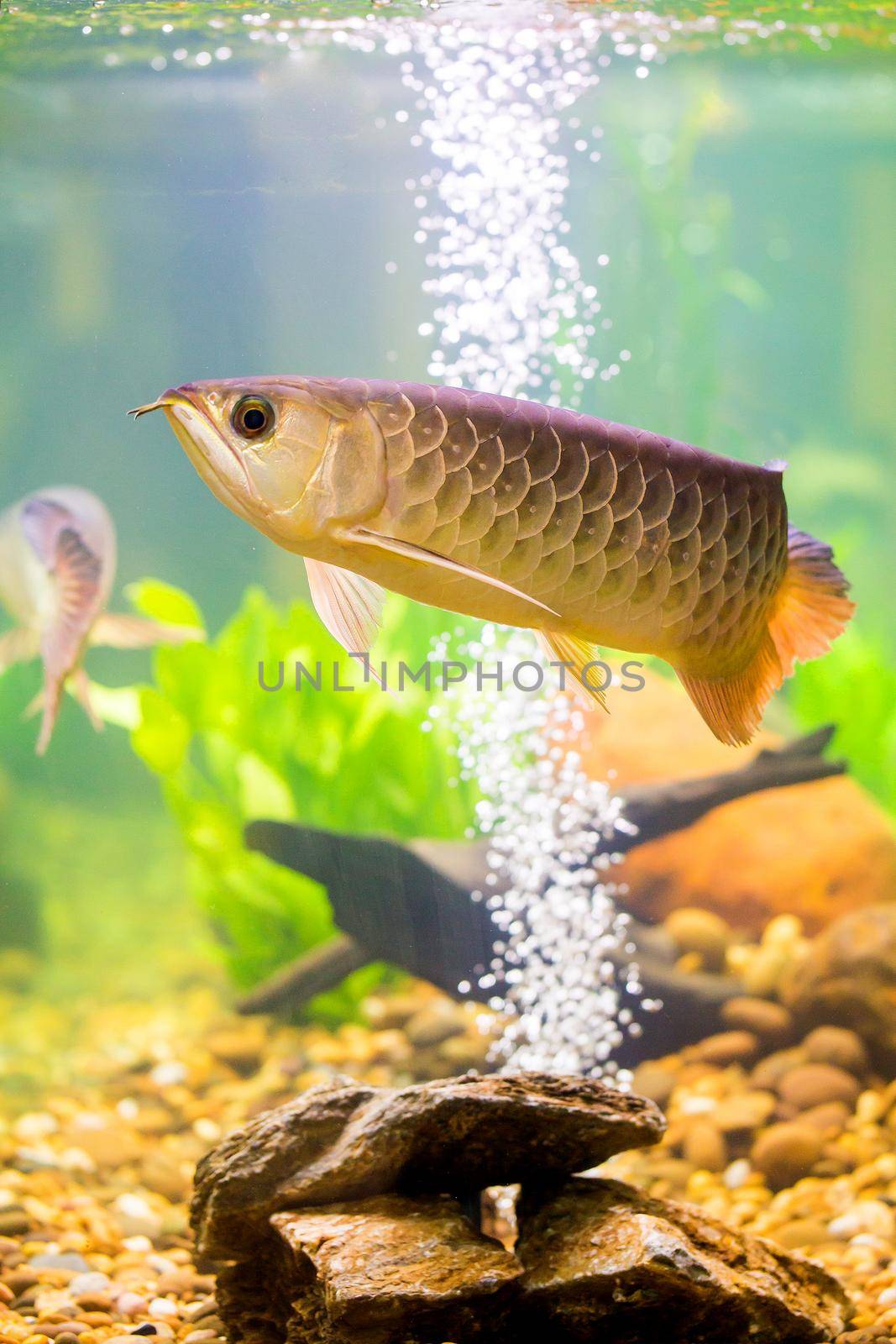 Arowana the Asian dragon fish