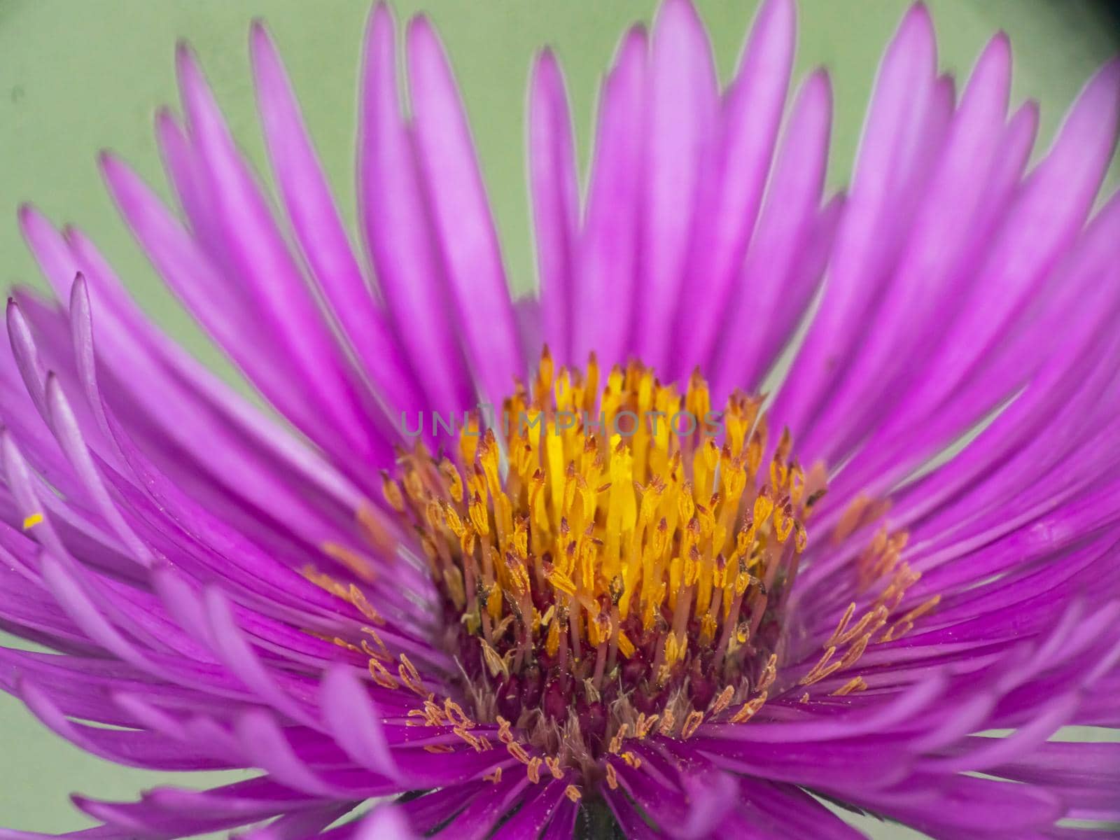 Michaelmas daisies autumn flowers macro, close up