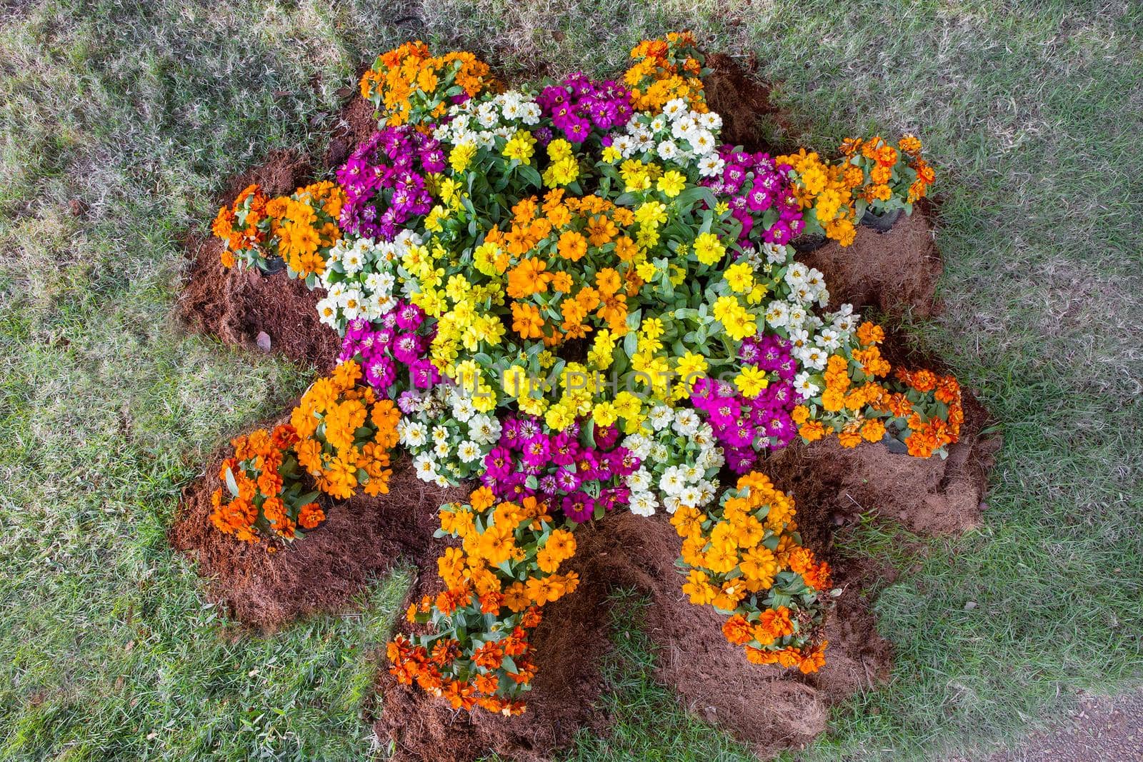 Colorful flowers in the garden