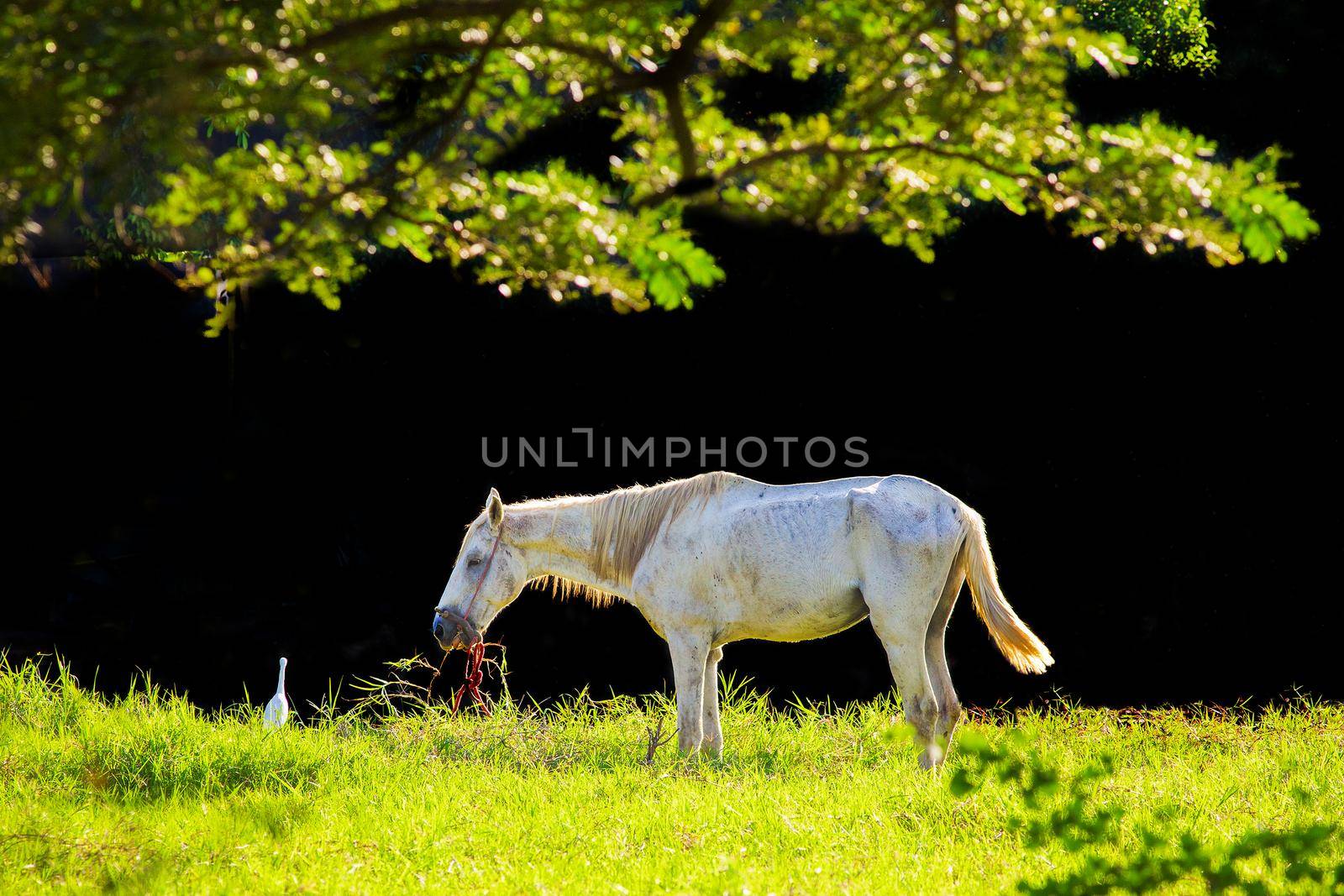 White horse in the lawn