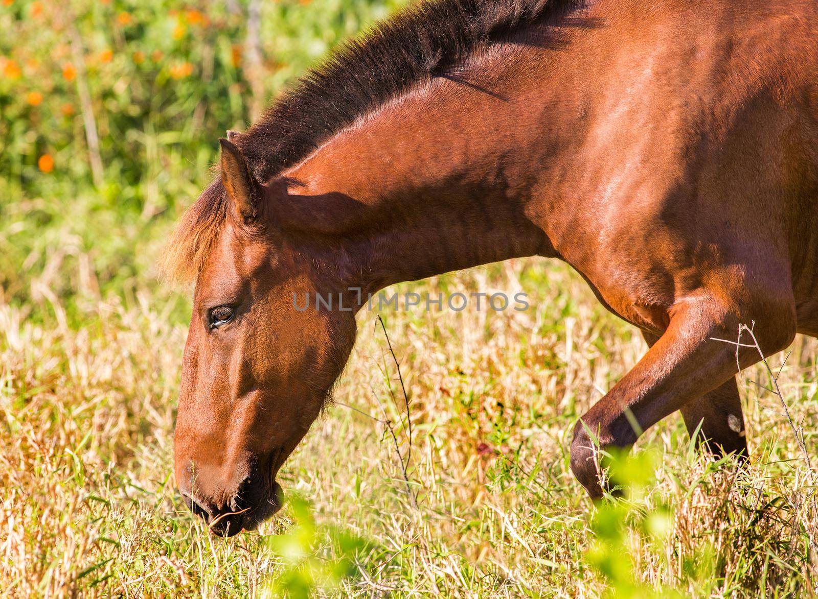 Brown horse in the lawn