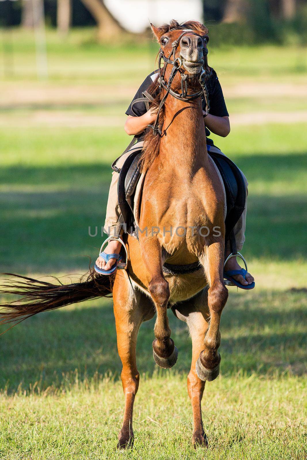 Horse riding in the lawn.