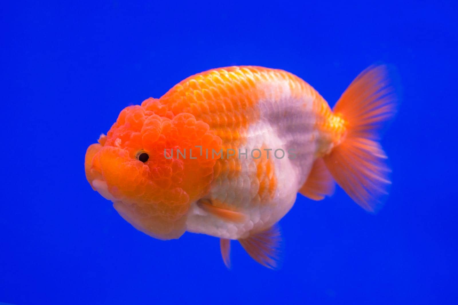 Ranchu Lion Head goldfish in fish tank.