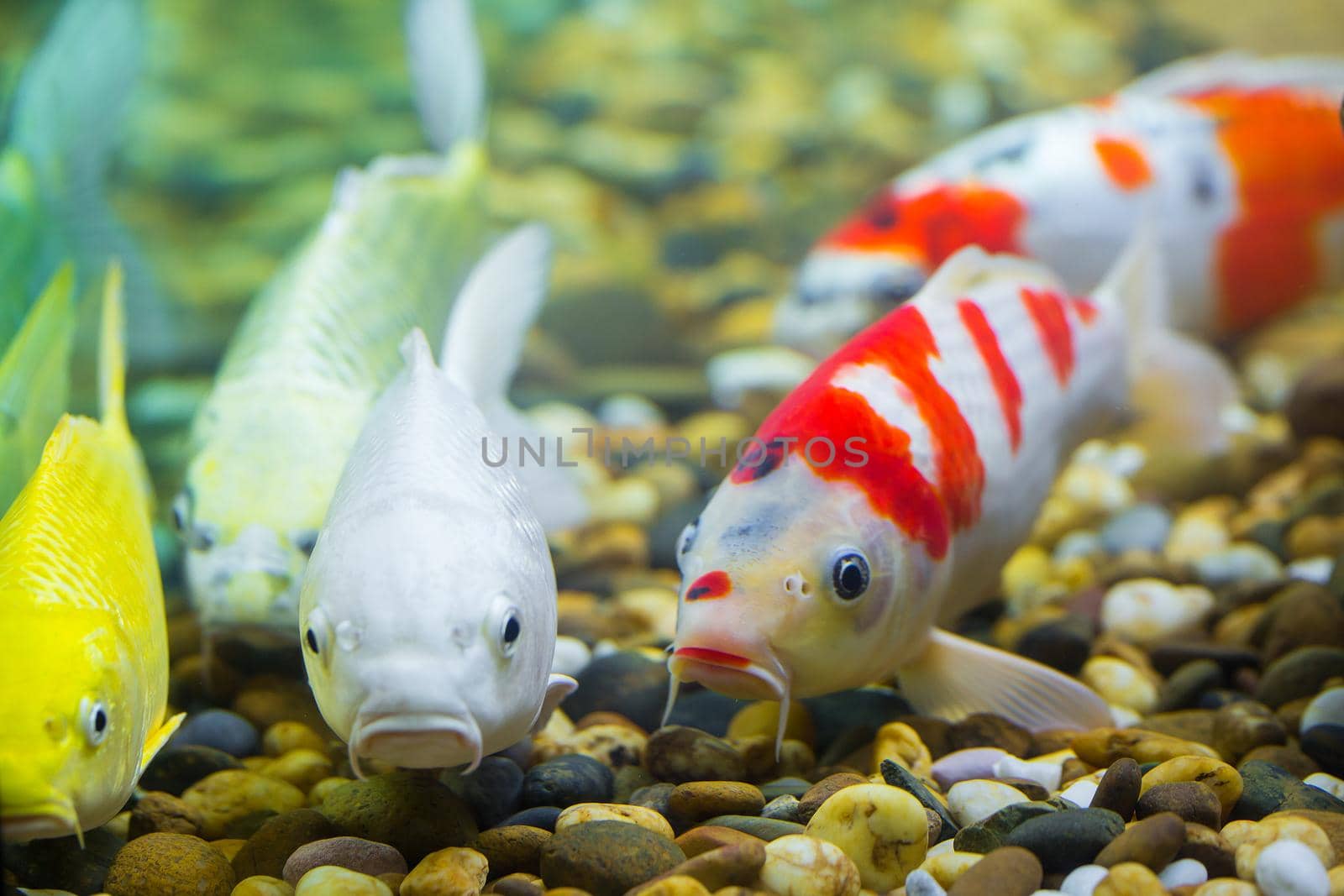 Carp in the aquarium