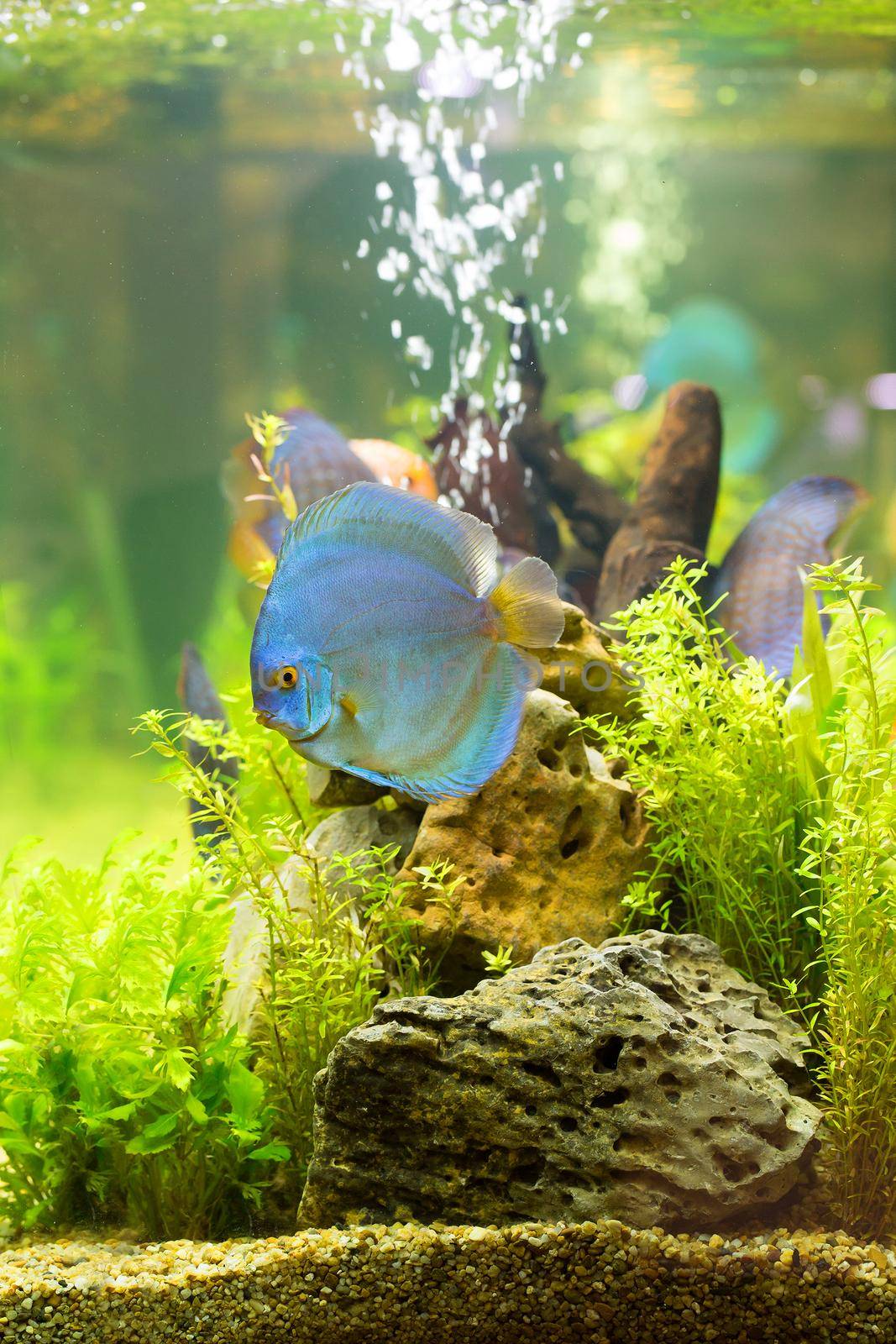 Discus (Symphysodon), multi-colored cichlids in the aquarium