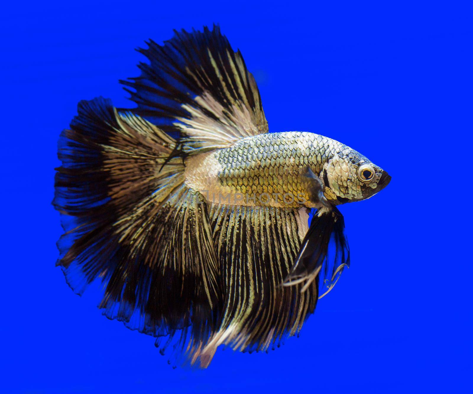 Betta fish, siamese fighting fish, betta splendens