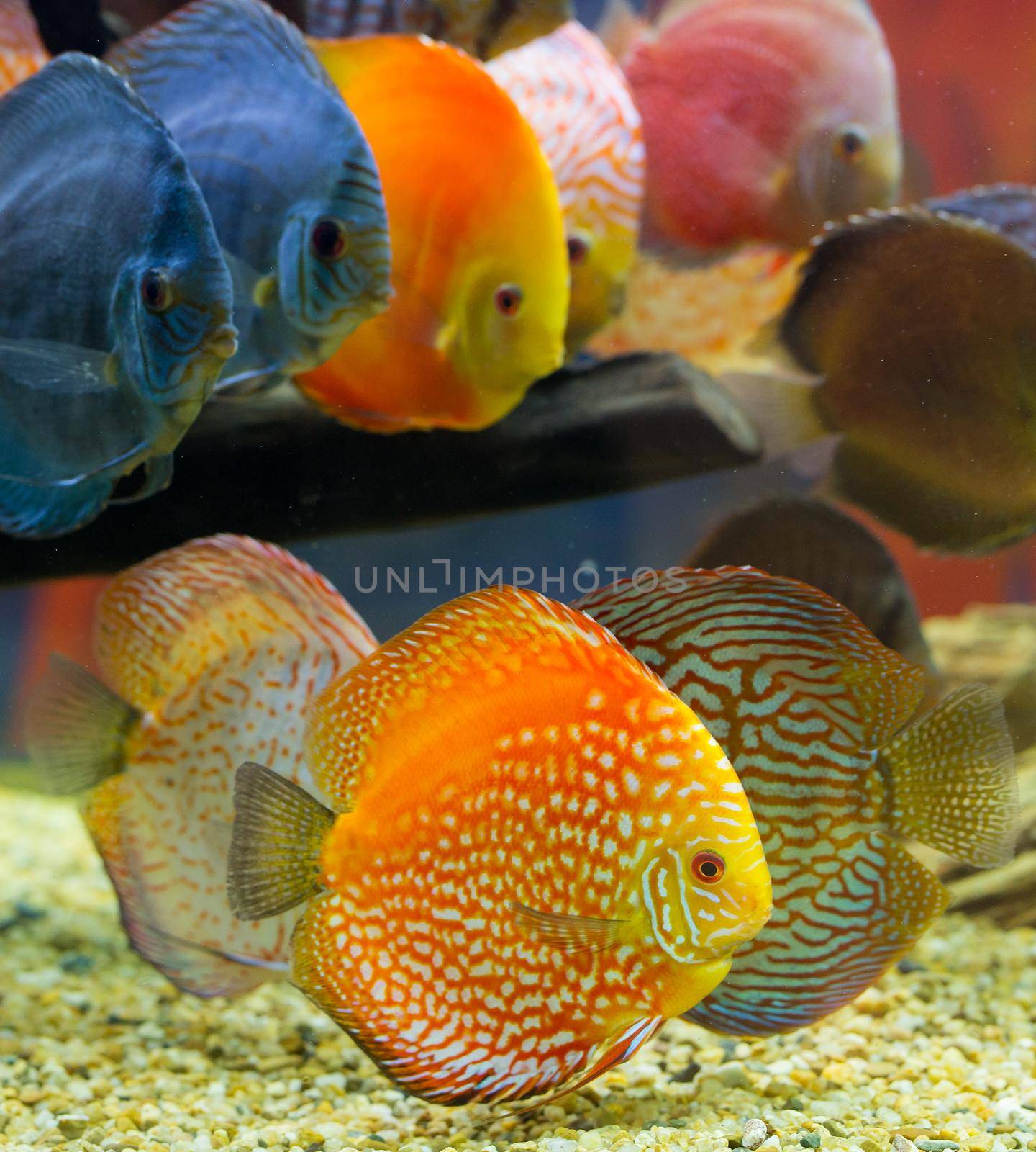 Discus (Symphysodon), multi-colored cichlids in the aquarium