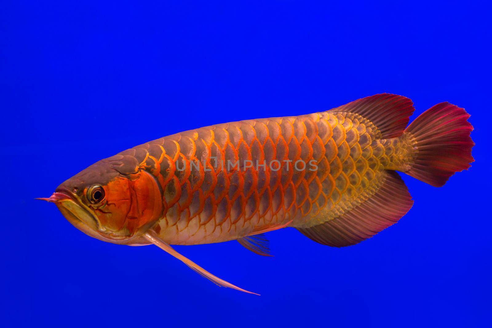 Red Arowana the Asian dragon fish