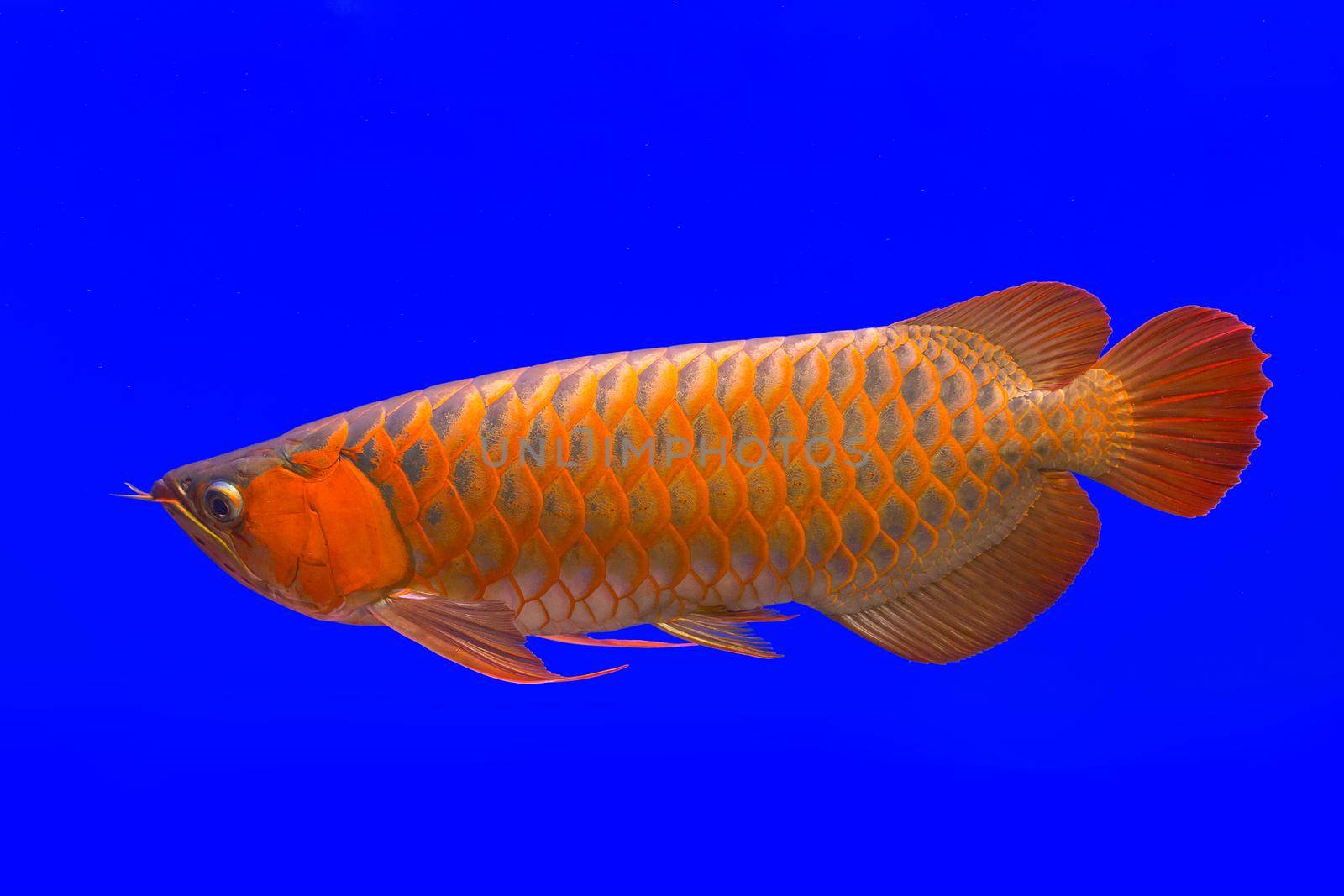 Red Arowana the Asian dragon fish