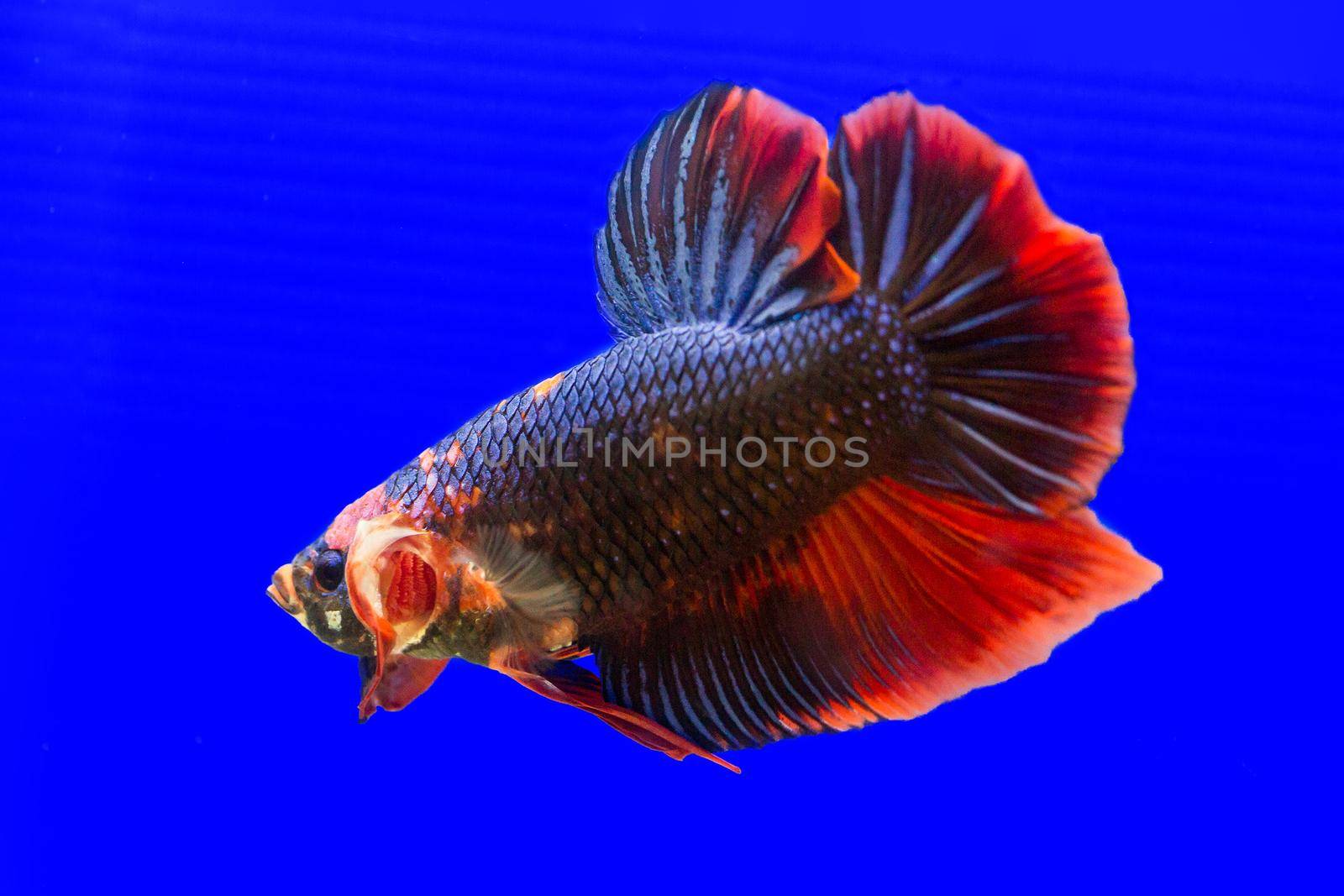 Betta fish, siamese fighting fish, betta splendens