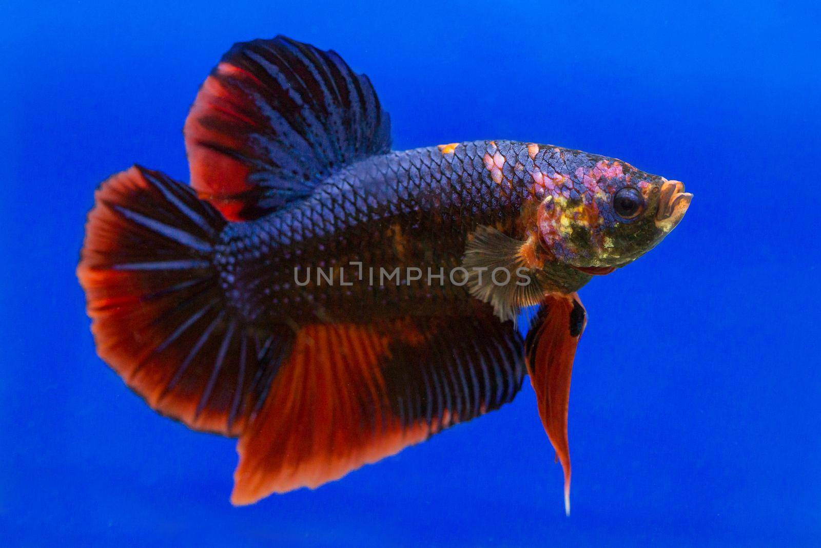 Betta fish, siamese fighting fish, betta splendens