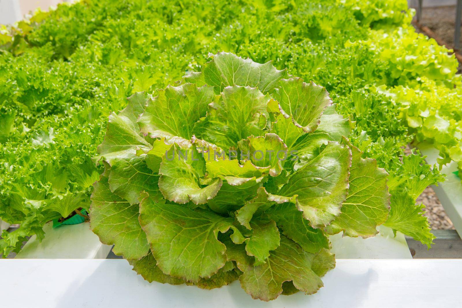 Hydroponics vegetables in plant farm