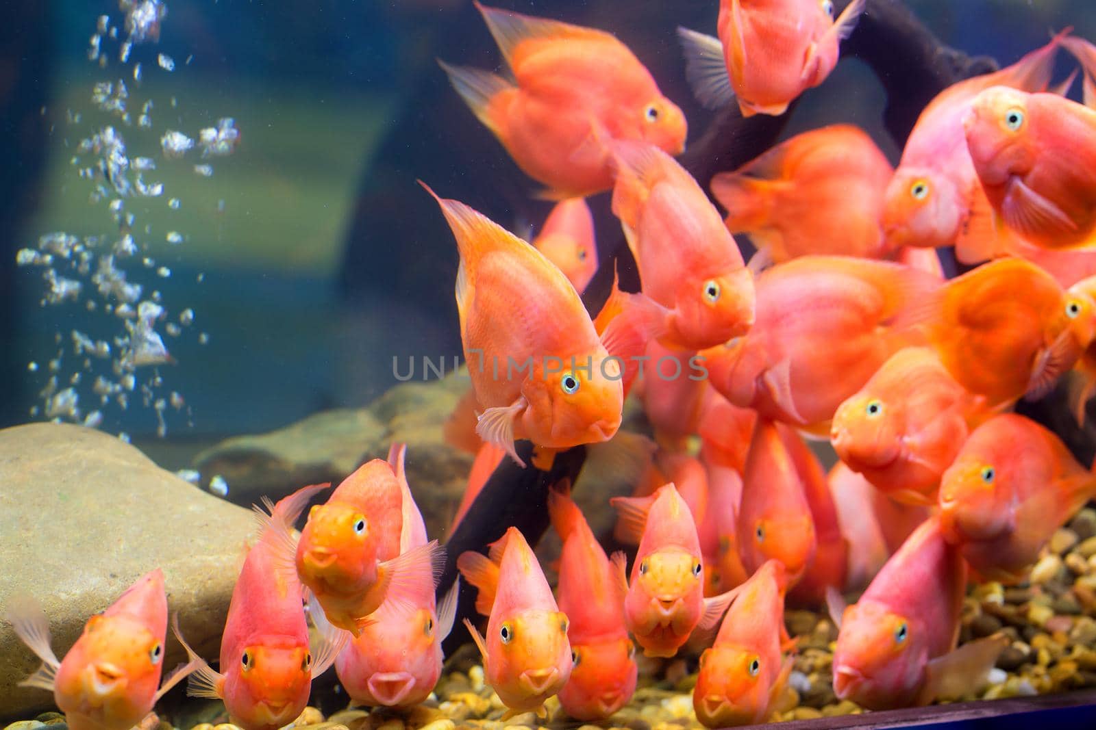 Group of red parrot cichlid