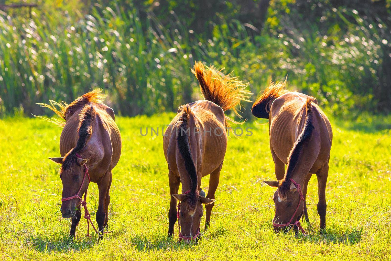 Brown horse in the lawn