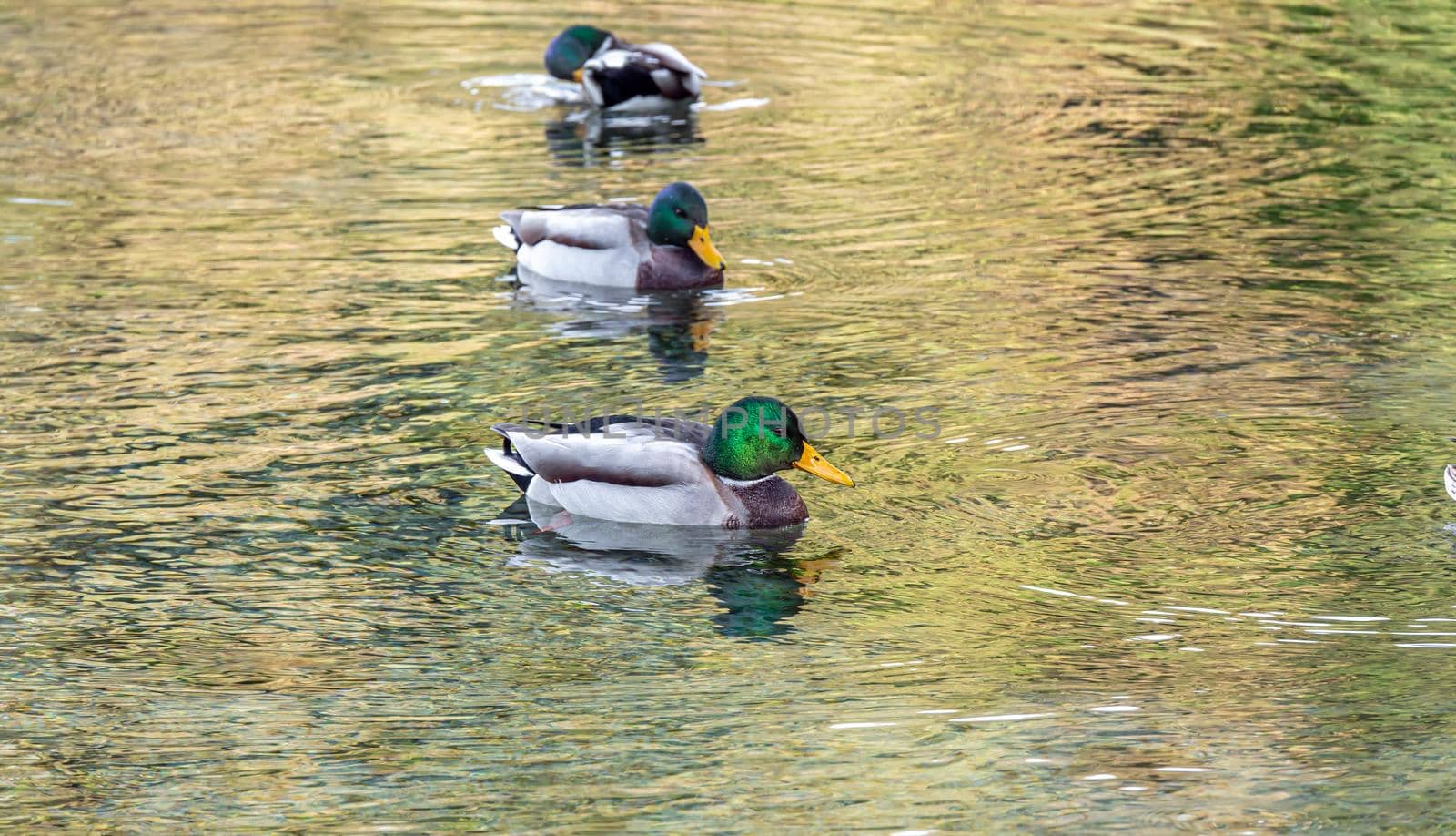 Close-Up Of Duck Swimming In Lake by alex_nako