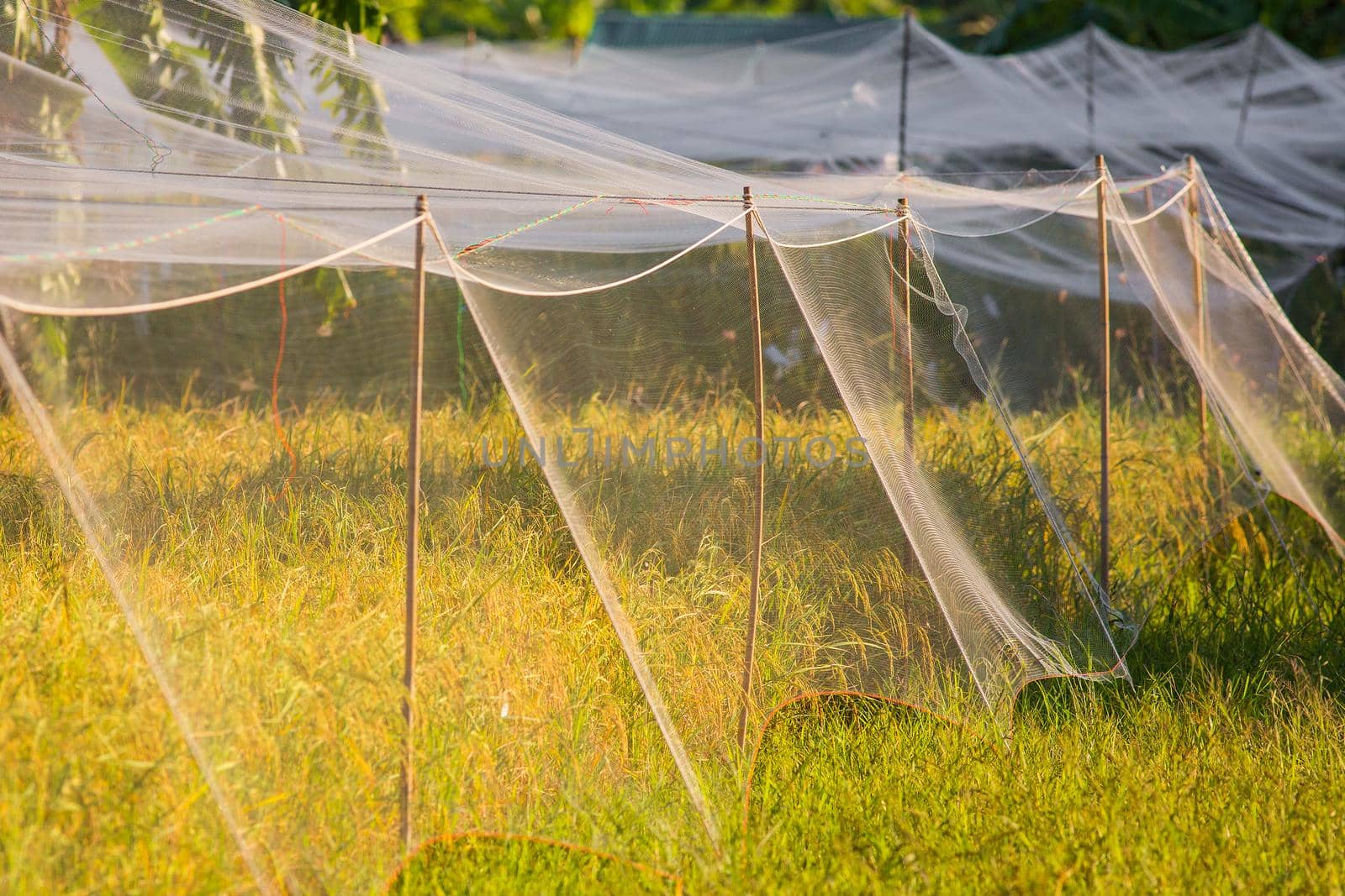 Mesh of rice in the field.