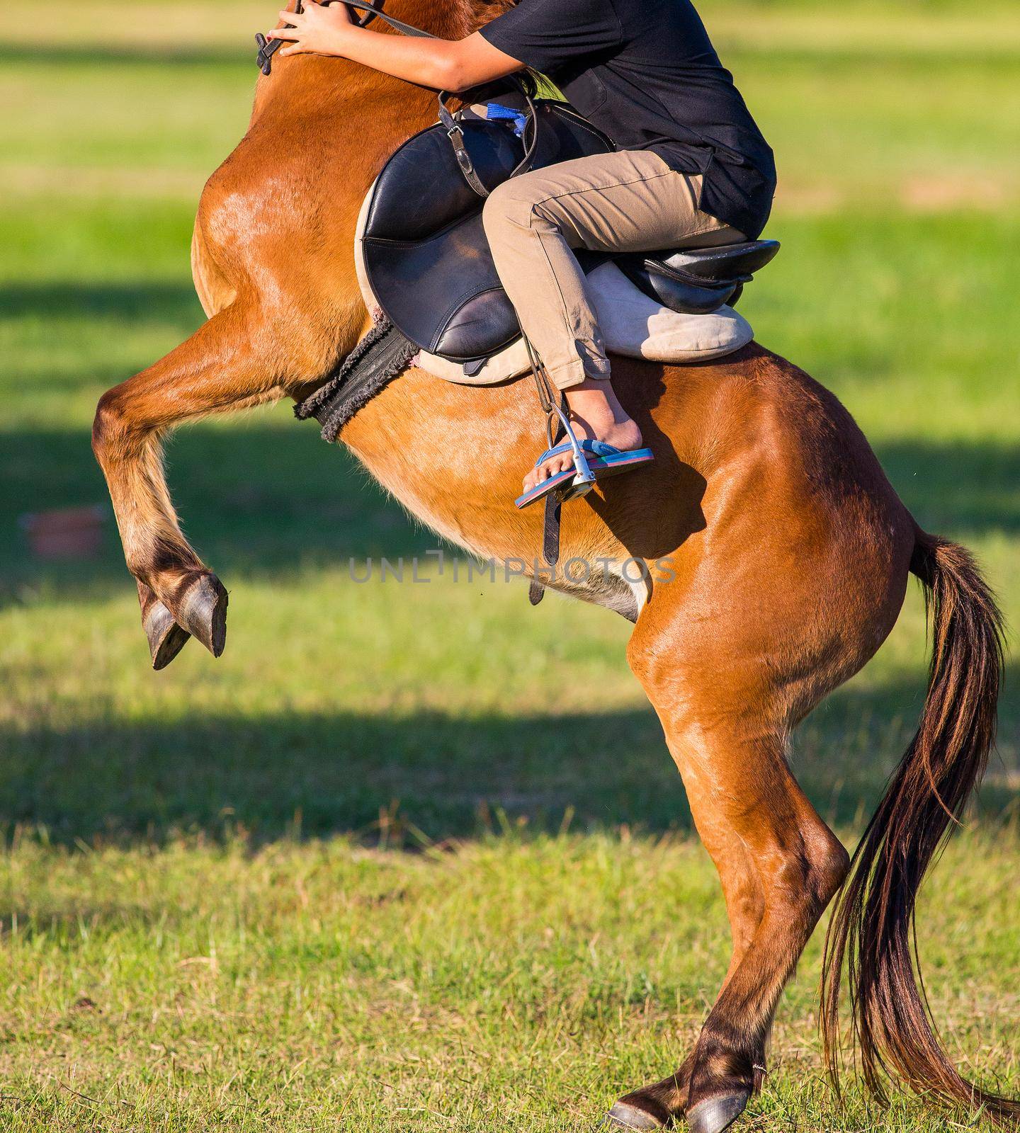 Horse riding in the lawn.