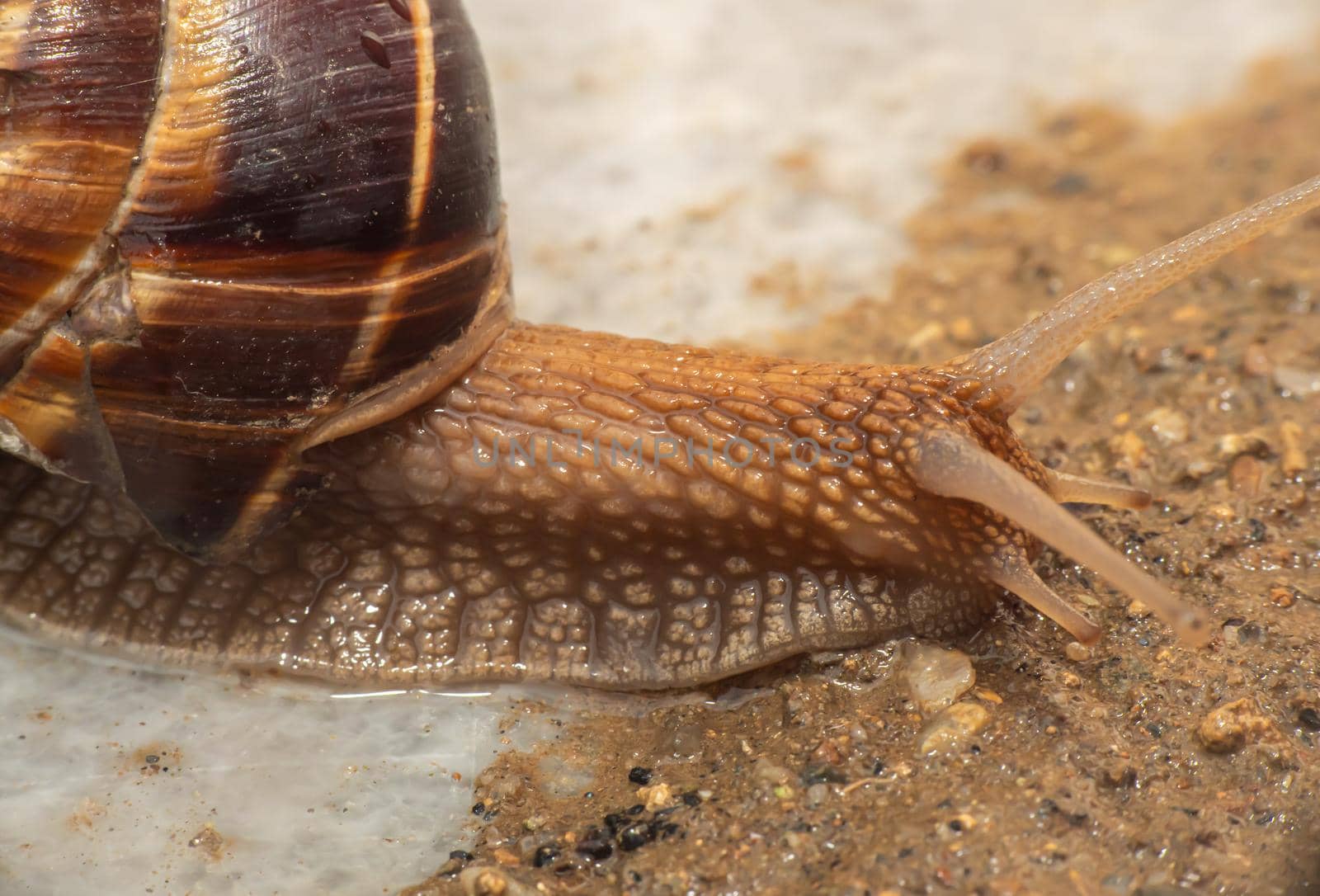 snail close up in the garden macro