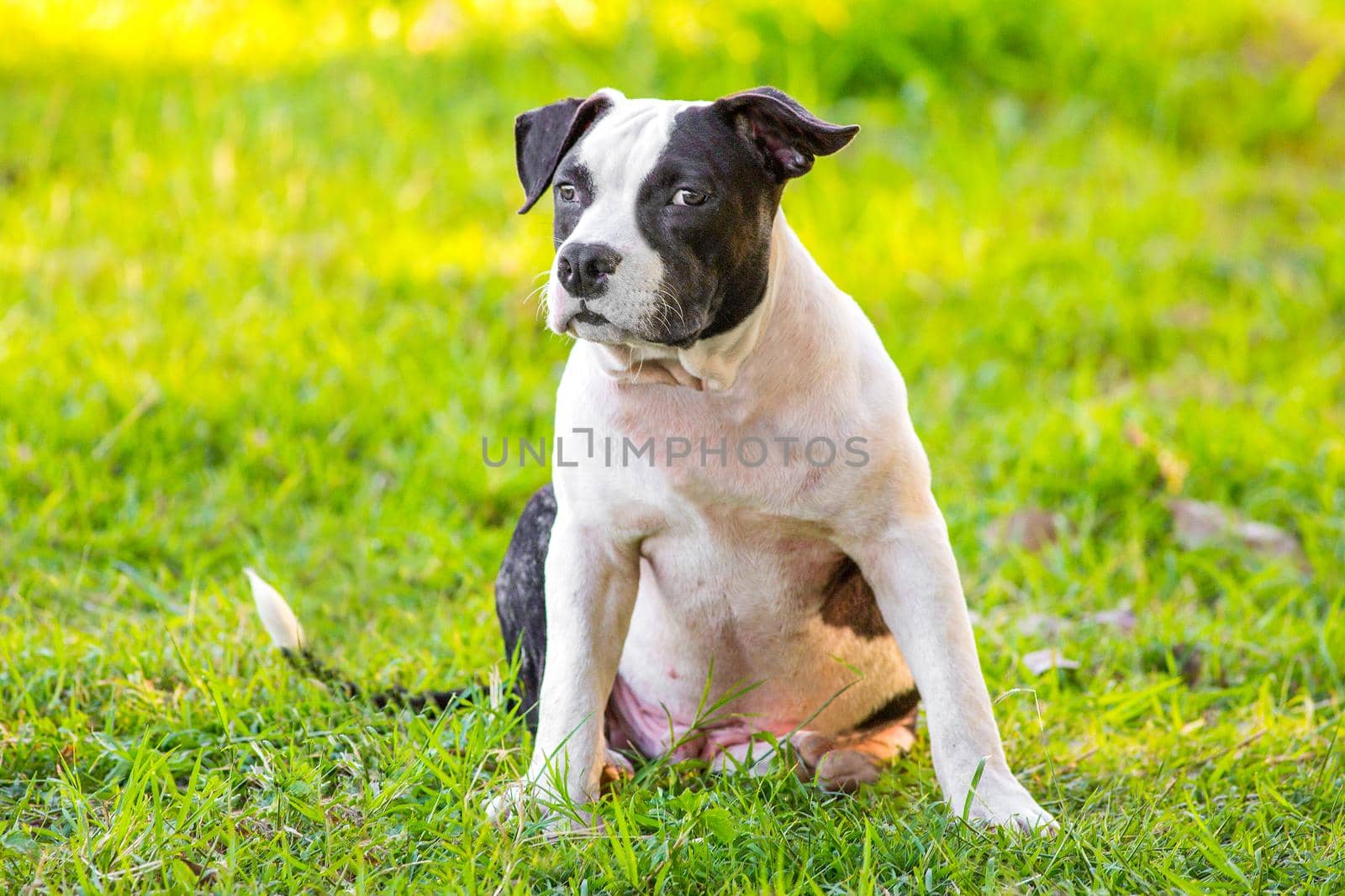 Bulldog puppies in black and white