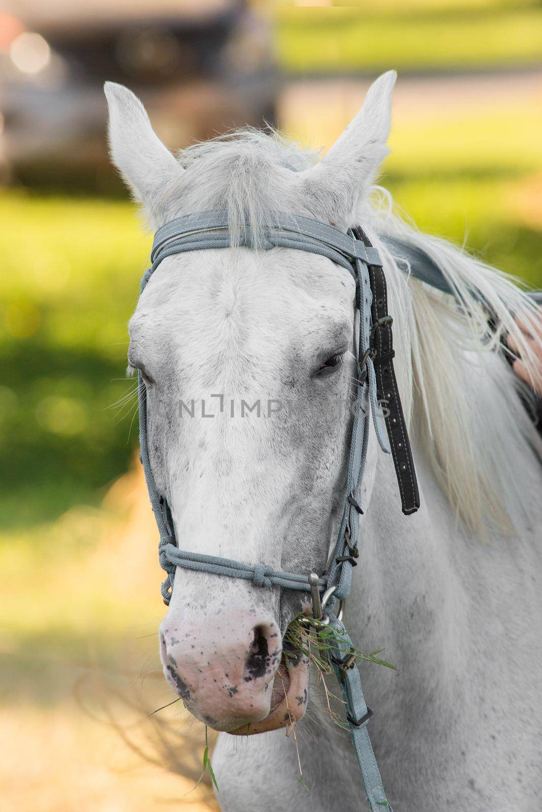 White horse in the lawn