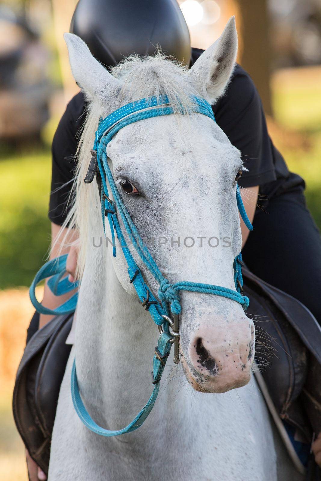 White horse in the lawn