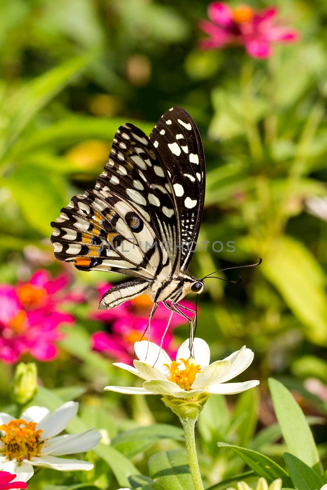 Butterfly in flower garden