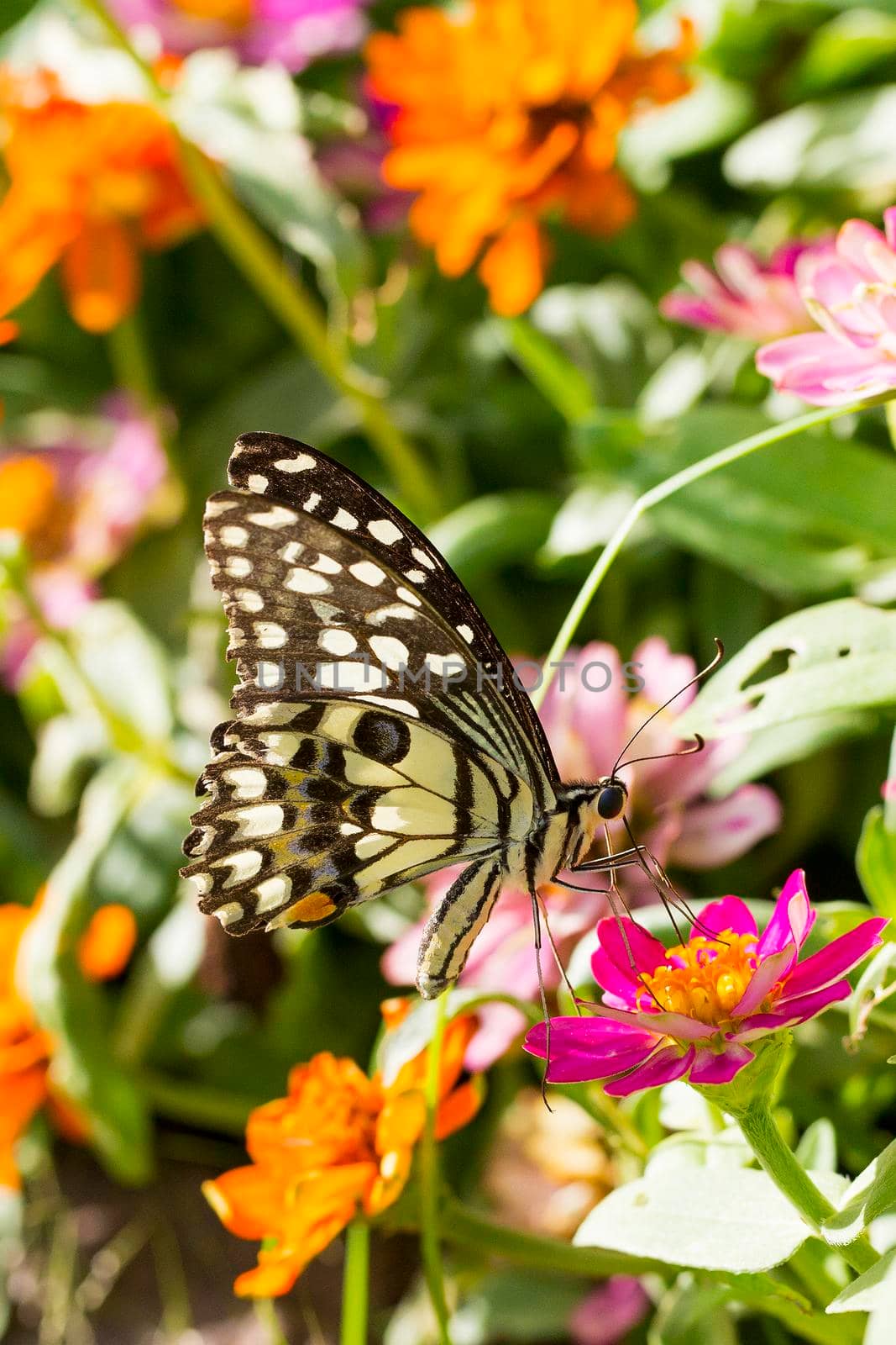 Butterfly in flower garden