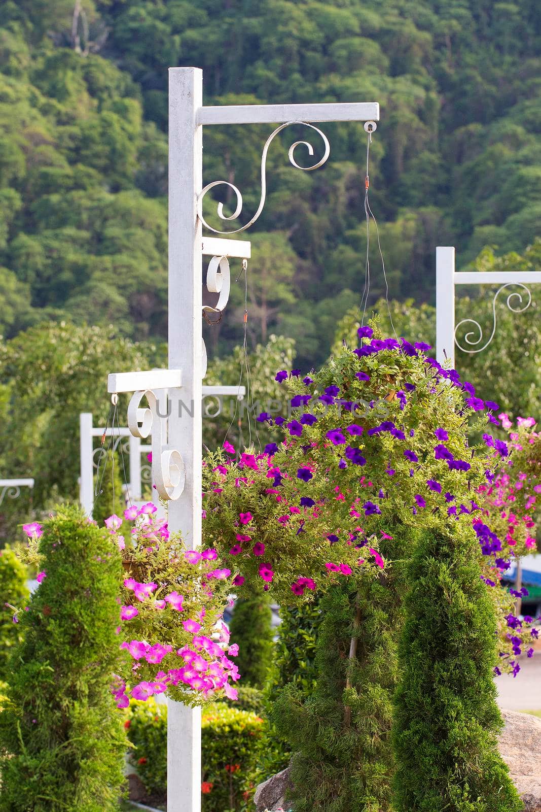 Colorful flowers in the garden