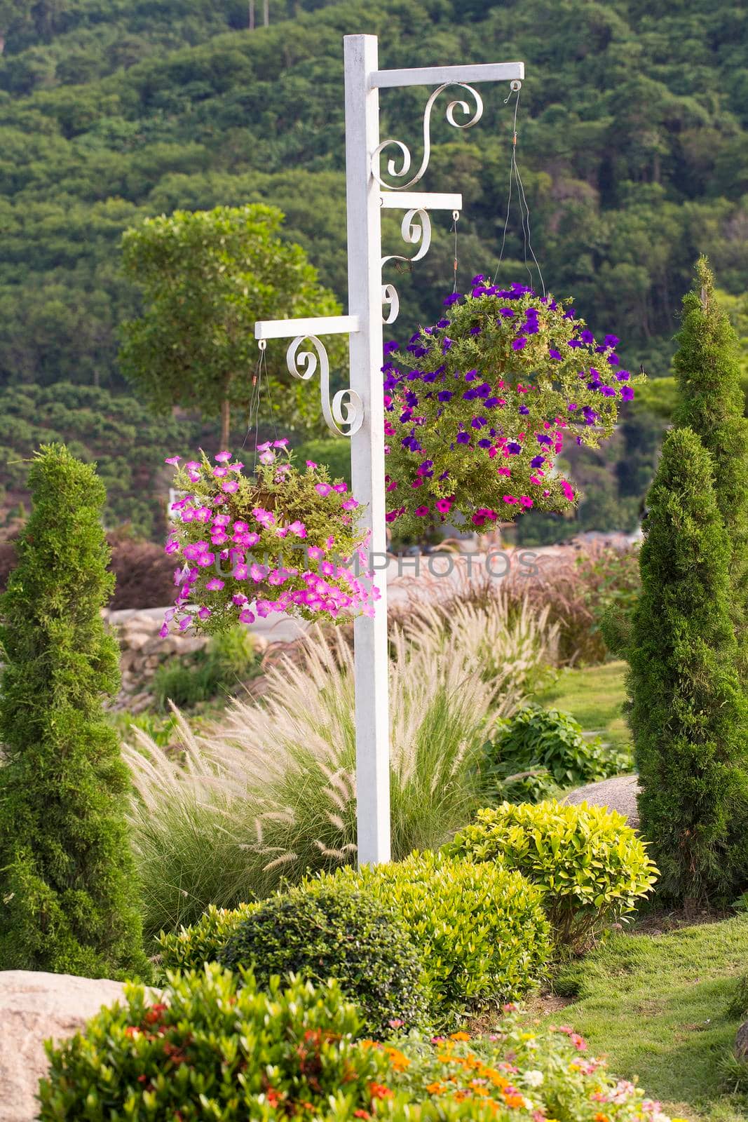 Colorful flowers in the garden