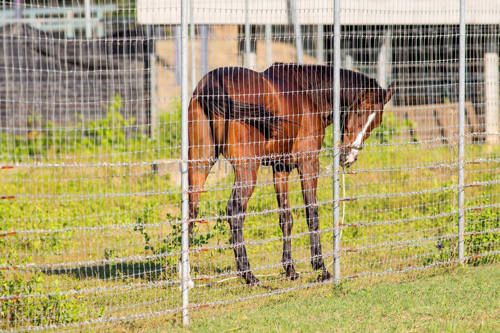 Brown horse in the cage