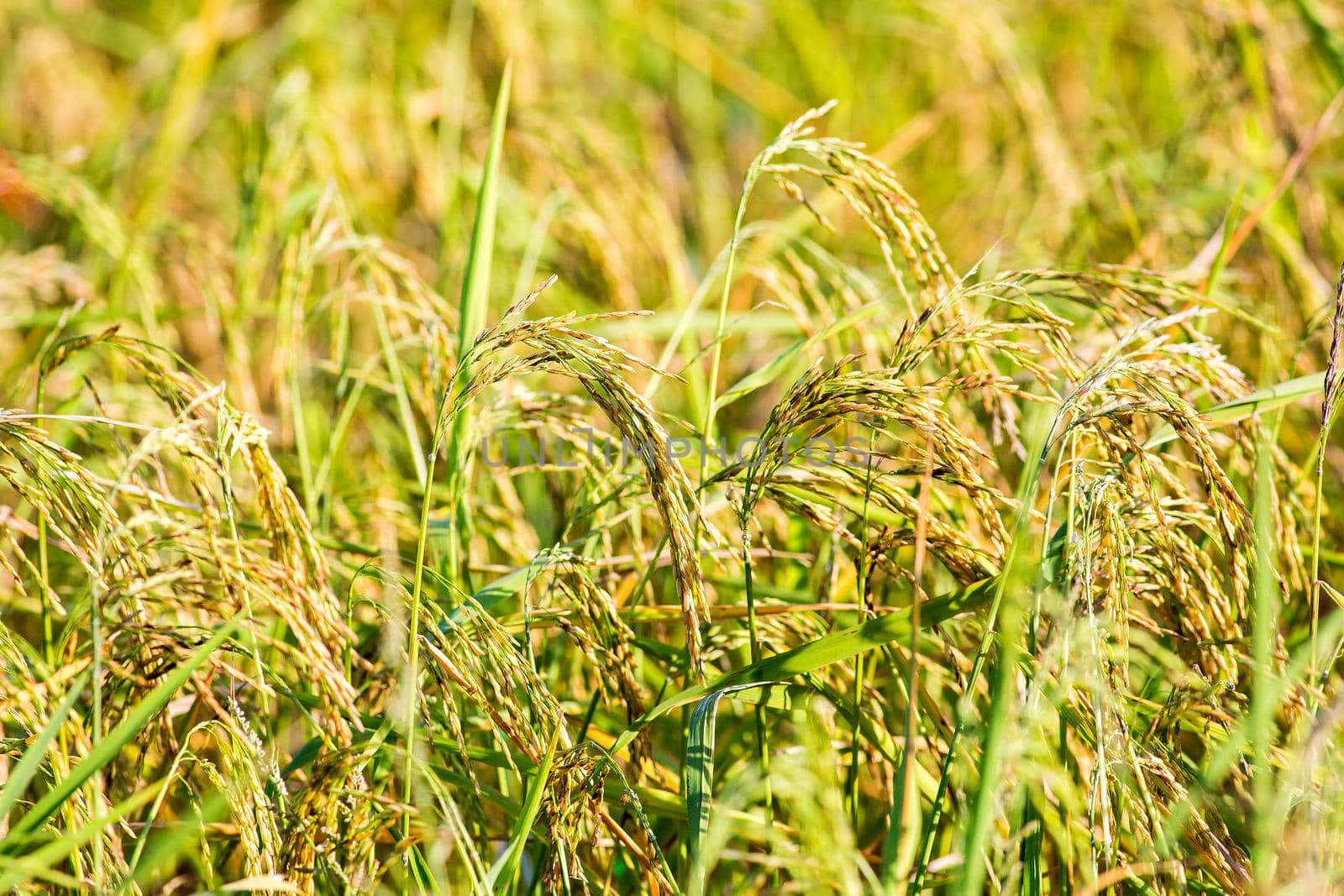 Rice in the field