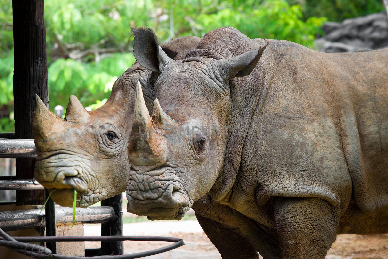 Two rhinoceros standing together in a zoo.
