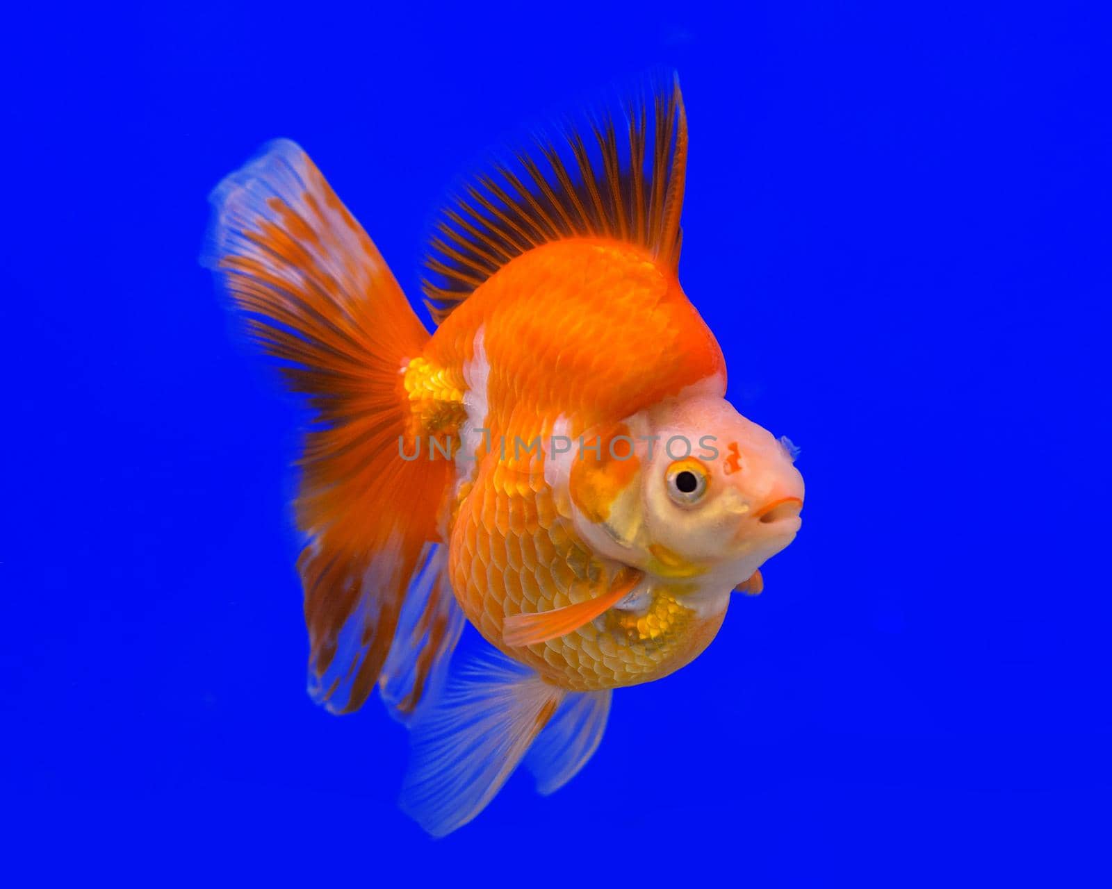 Ryukin goldfish in a blue background