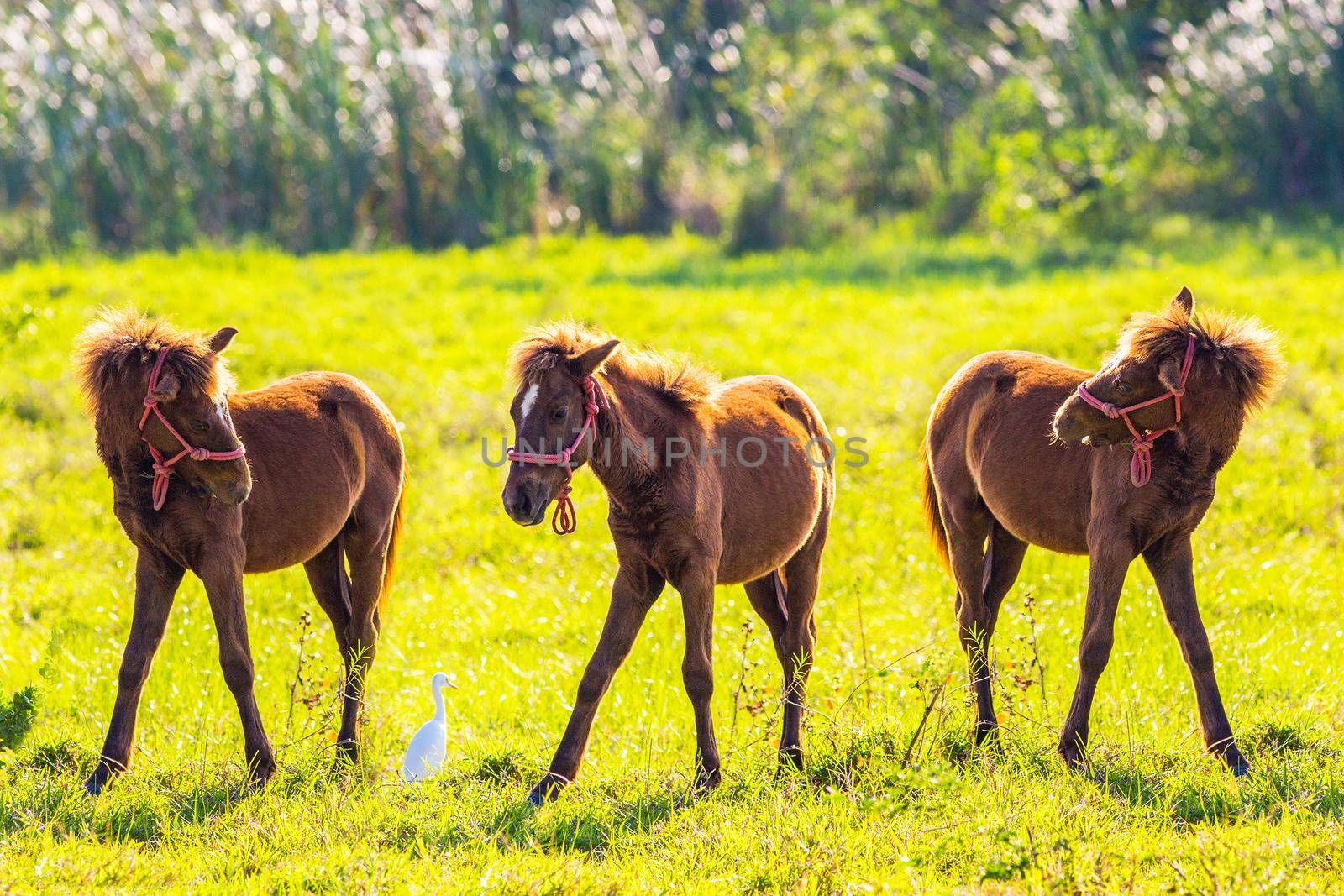 Brown horse in the lawn