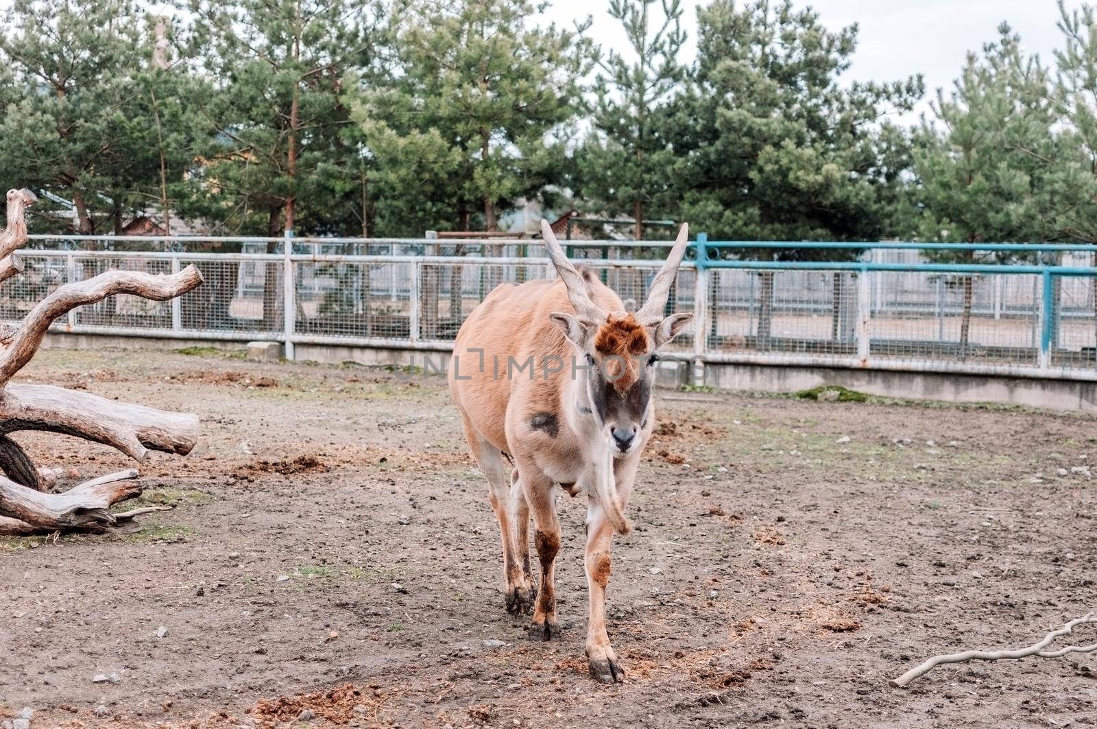 Canna vulgaris walks around her pen at the zoo farm. The largest antelope species found in East and South Africa. A rare species of mammals. by Alla_Morozova93