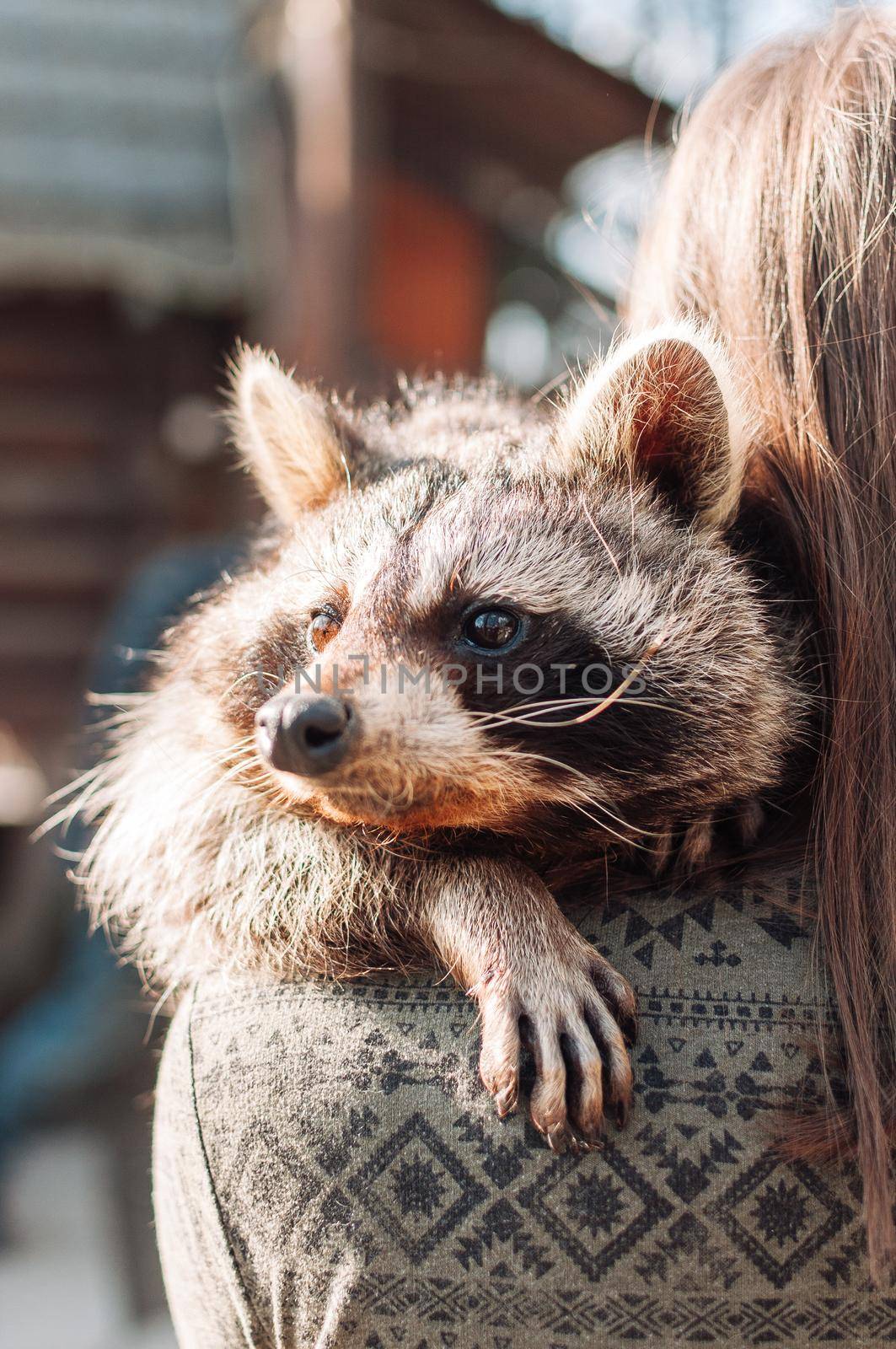 A cute raccoon lies on the girl's shoulder. The animal is relaxed and looks into the distance. fluffy raccoon male. A tamed mammal at the petting zoo. selective focus by Alla_Morozova93