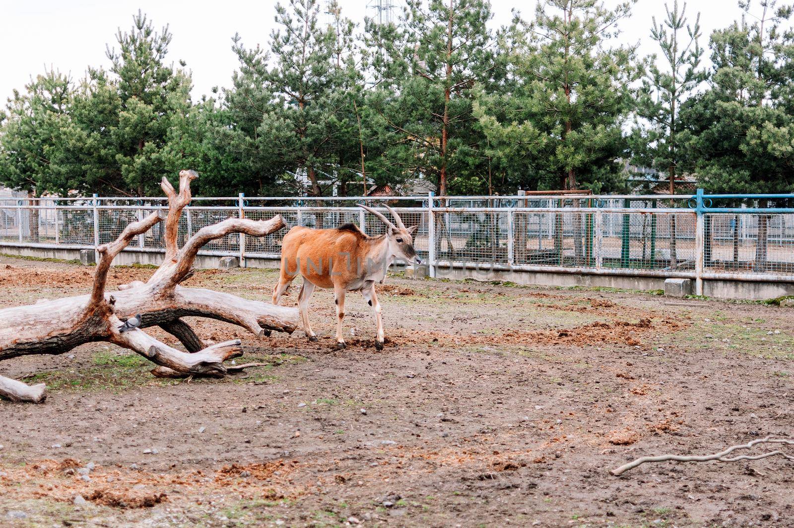 Close-up of a common canna in the zoo. Also known as the southern eland or eland antelope, it is a savannah and lowland antelope native to East and South Africa.