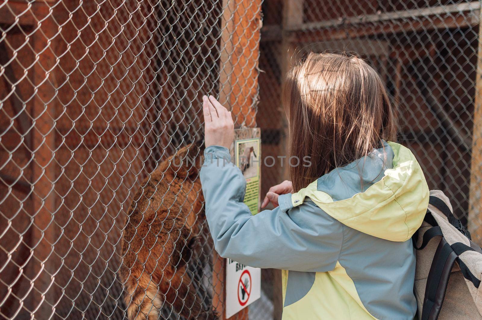 A coati climbs a cage grid at the family zoo. The girl tries to feed the nimble nasua through the bars. Wild animals out of will by Alla_Morozova93