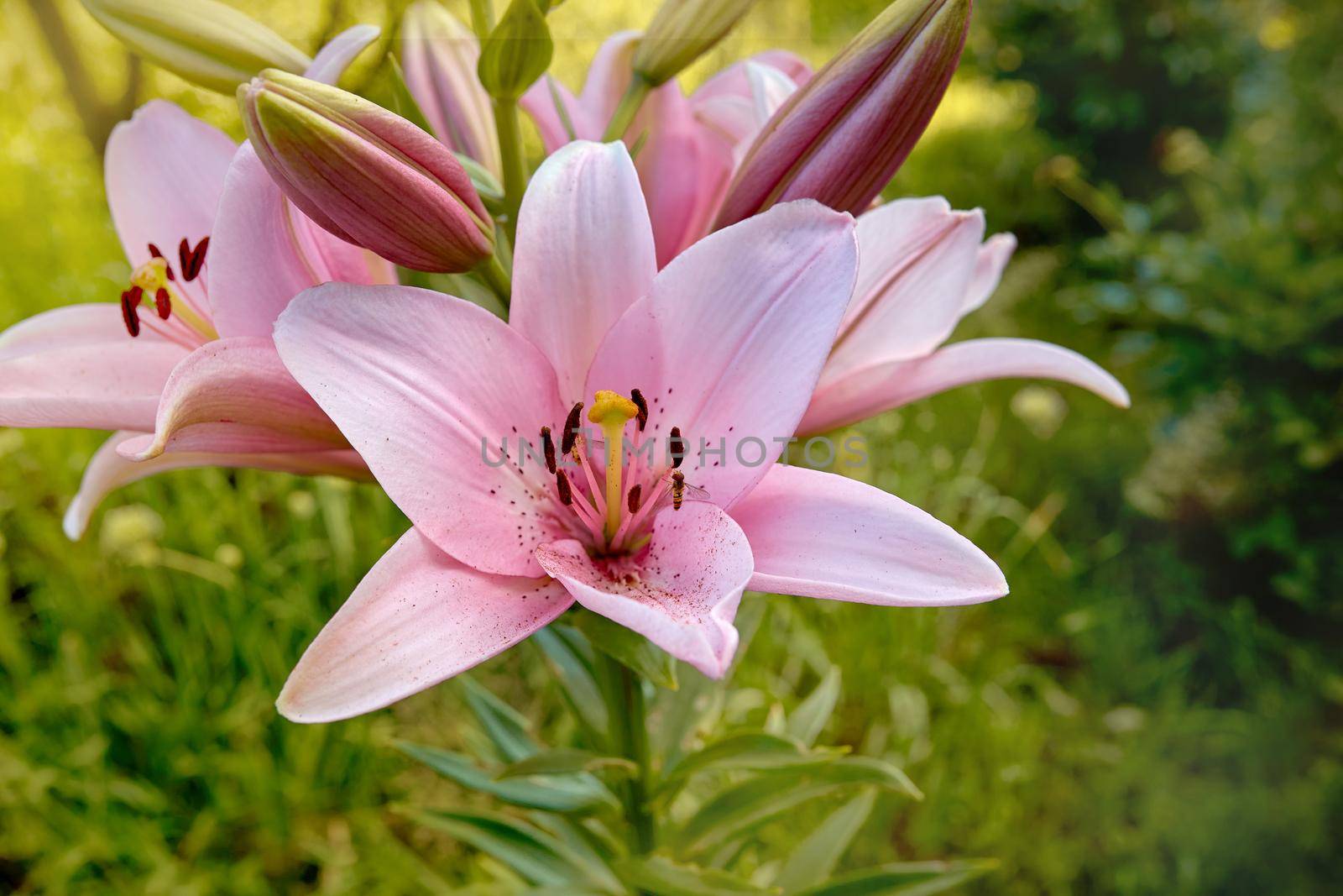 Lily flower in garden in summer day. Selective focus